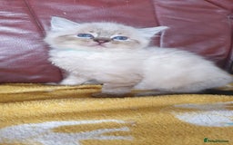 Ragdoll cats for sale: Stunning GCCF Registered Ragdoll Kittens. - Image 6