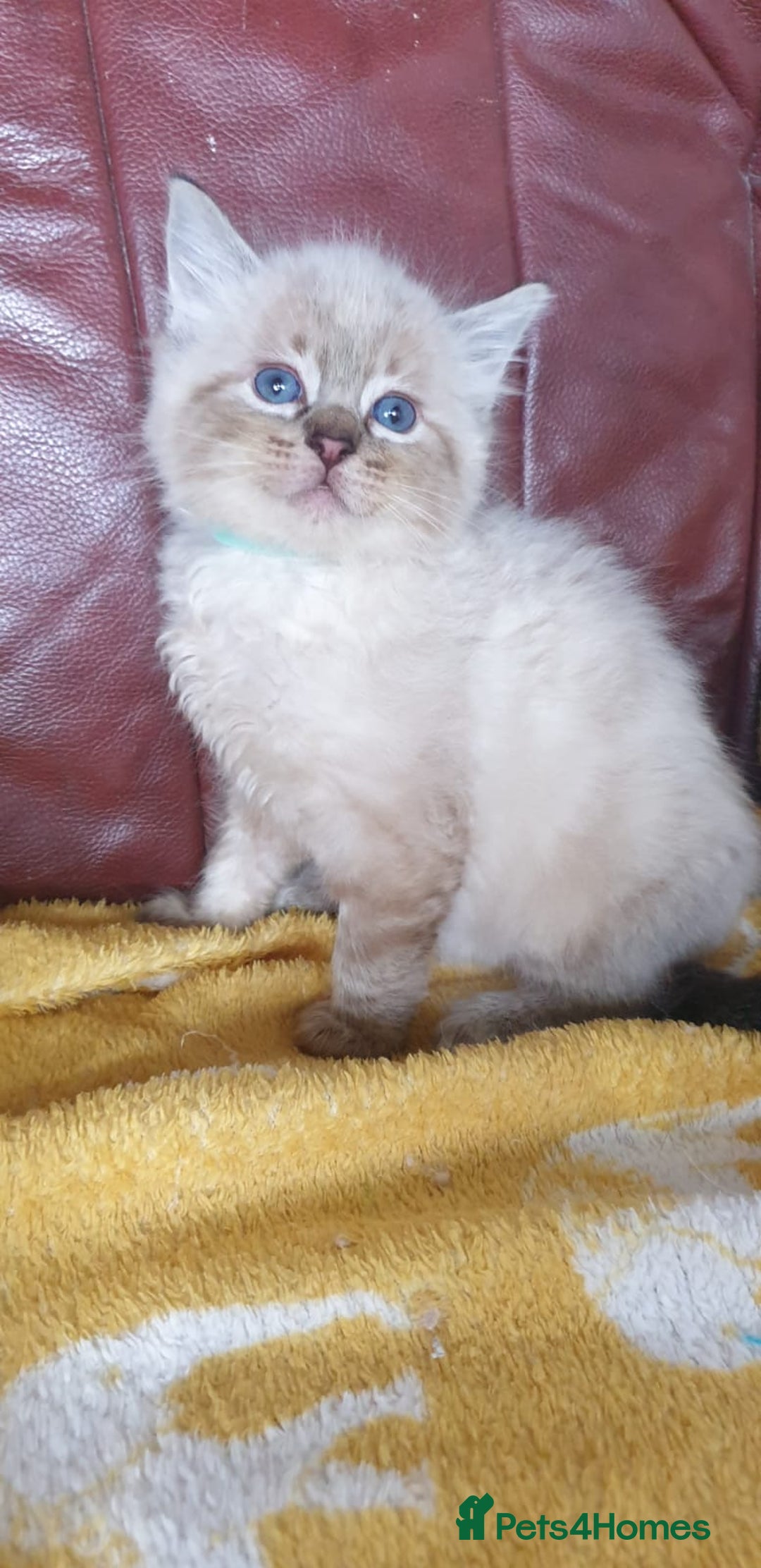 Ragdoll cats for sale: Stunning GCCF Registered Ragdoll Kittens. - Image 6
