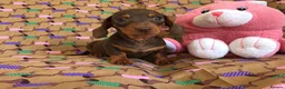 Miniature Dachshund dogs for stud: 🤎 Mr Brown VERY SMALL Health tested KC reg Stud🤎 - Advert 7