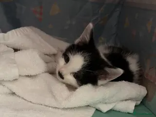 Mixed Breed cats Kittens for forever homes - Advert 1