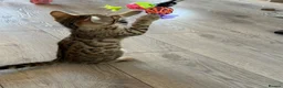 Bengal cats for sale: Bengal kitten - Advert 2