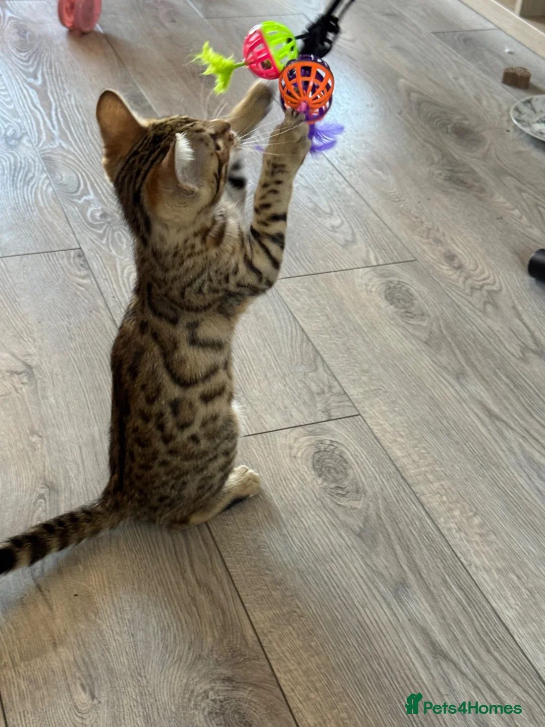 Bengal cats for sale: Bengal kitten - Advert 2
