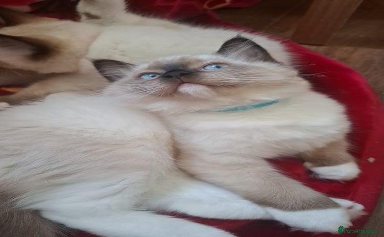 Ragdoll cats - Advert 2