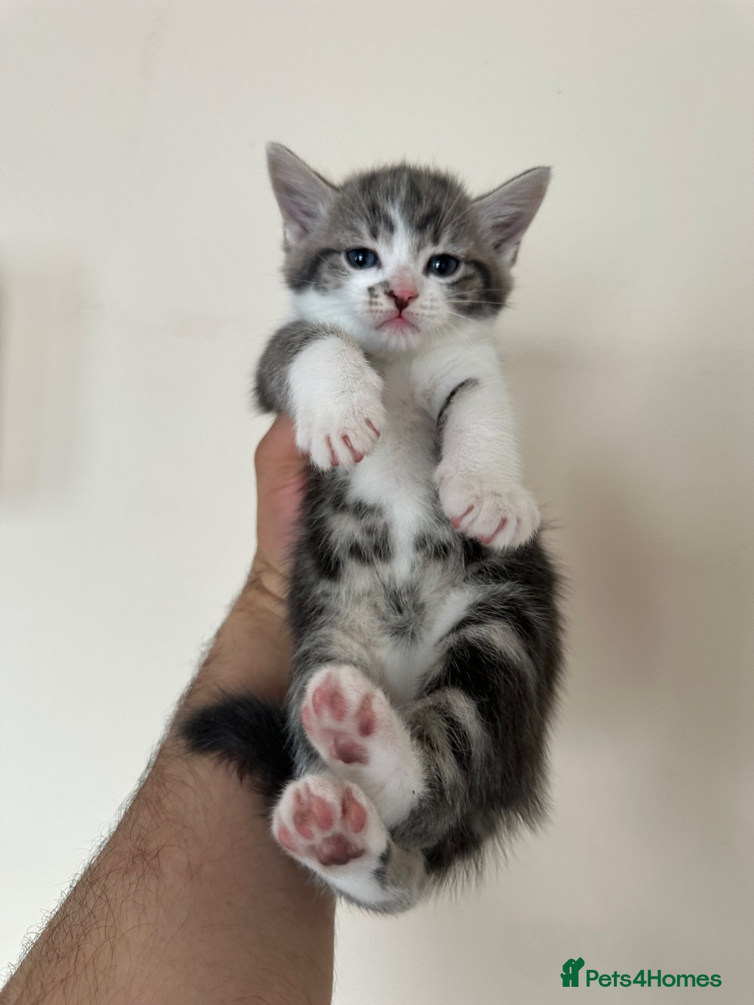 Mixed Breed cats for sale: Half British Short Hair Kittens in Luton - Advert 1