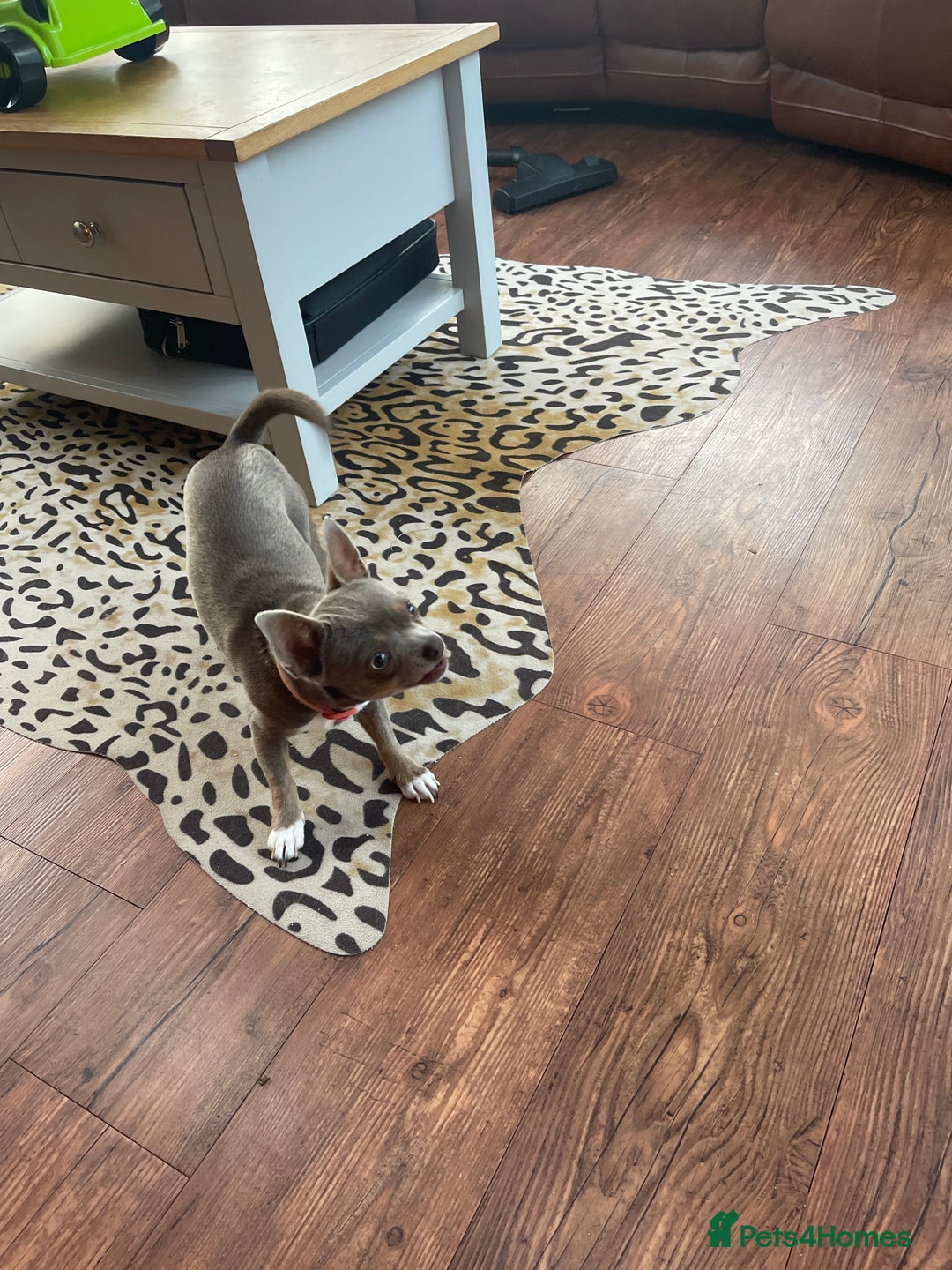Chihuahua dogs for sale: KC reg chihuahua  - Image 1