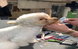 Chipoo dogs for sale: Pretzel ChihuahuaxPoodle - Image 2