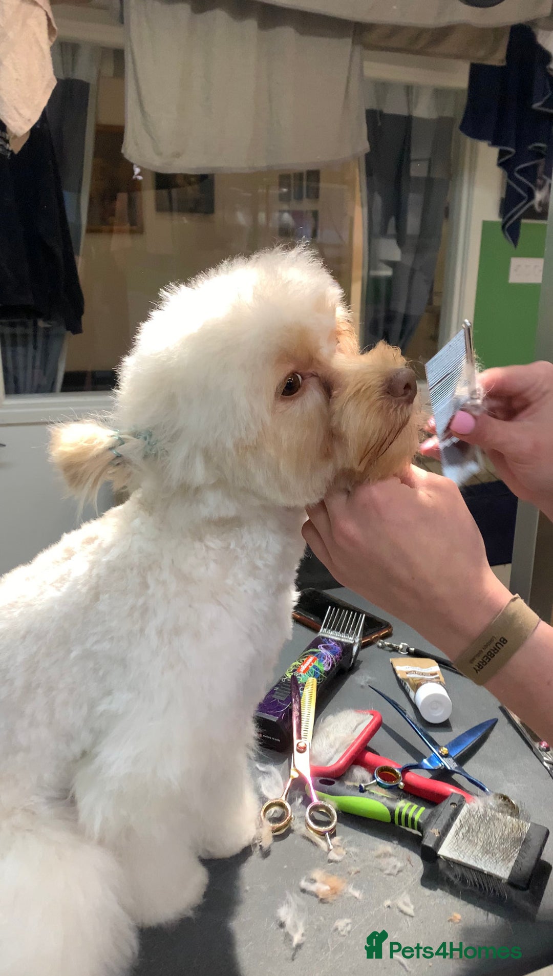 Chipoo dogs for sale: Pretzel ChihuahuaxPoodle - Image 2