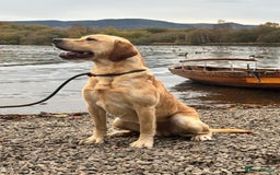 Labrador Retriever dogs for sale: Beautiful Labrador Puppies - Image 3