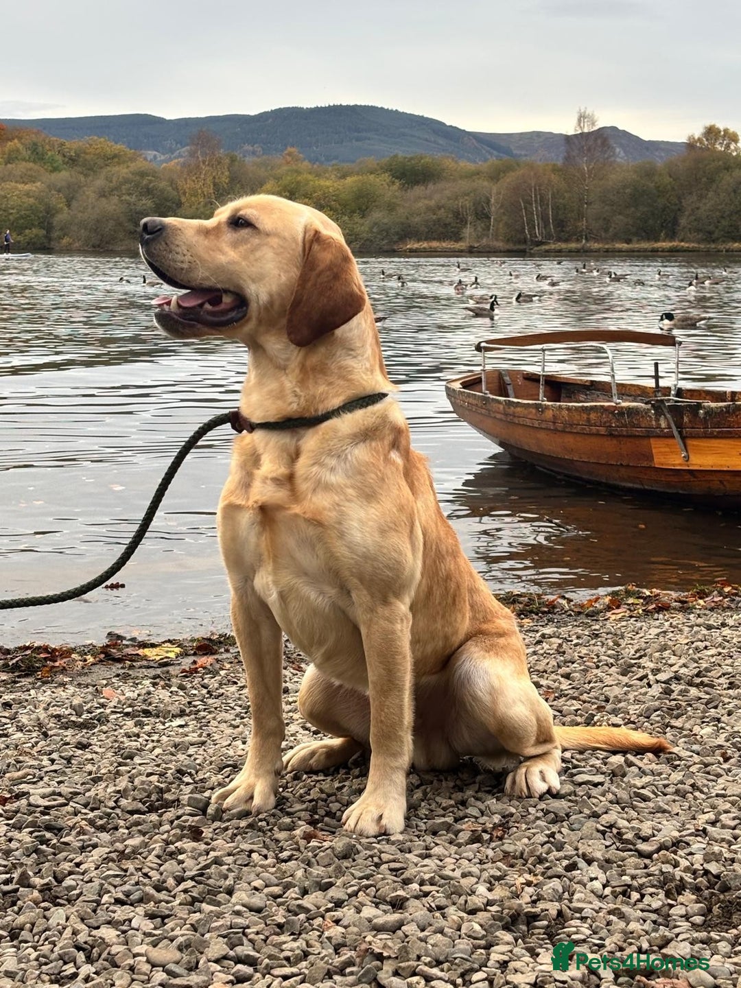 Labrador Retriever dogs for sale: Beautiful Labrador Puppies - Image 3