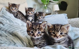 Domestic Shorthair cats for sale: 5 stunning tabby kittens  - Image 1