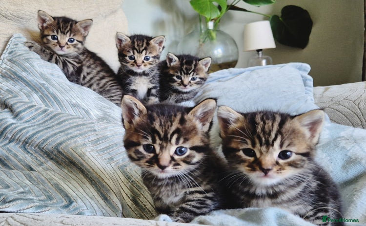 Domestic Shorthair cats - Advert 19