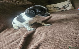 Bocker dogs for sale: Bocker puppies  - Image 6