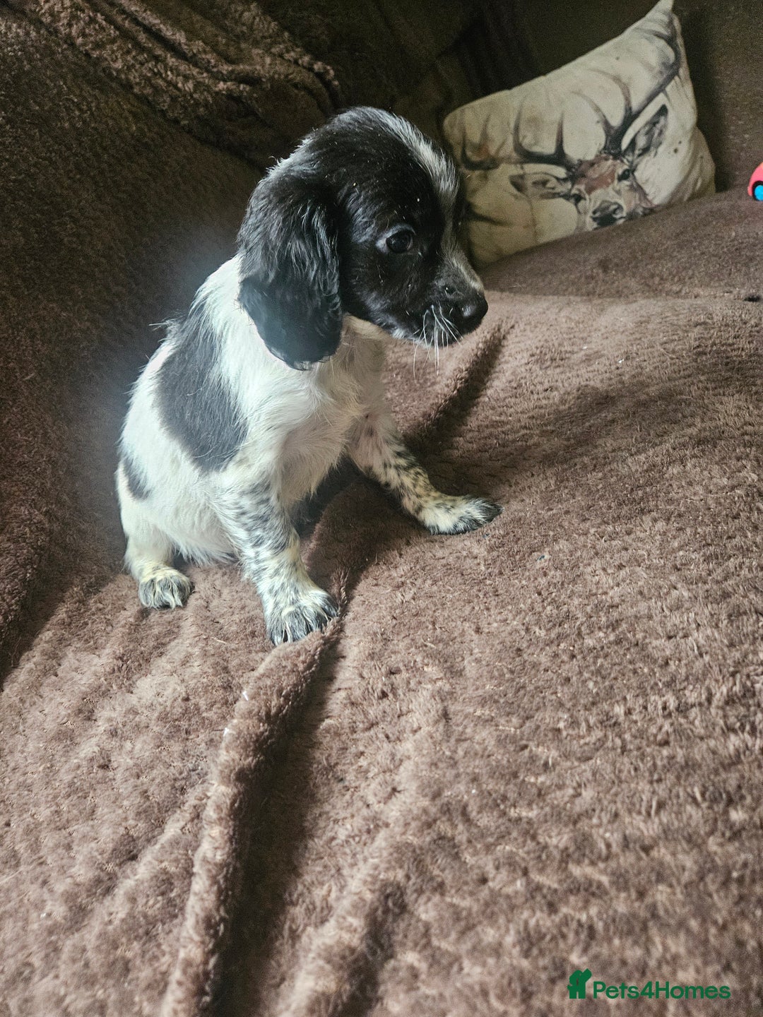 Bocker dogs for sale: Bocker puppies  - Image 6