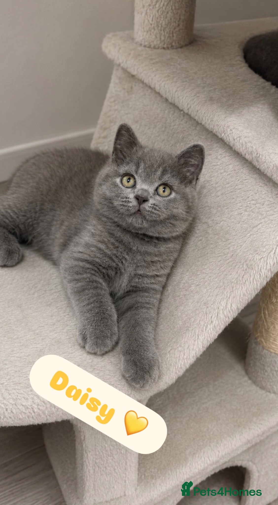 British Shorthair cats TICA Registered British Shorthair Kitten for Sale  - Advert 16