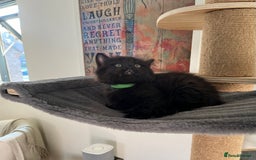 Mixed Breed cats for sale: 4 female kittens for sale - Image 4