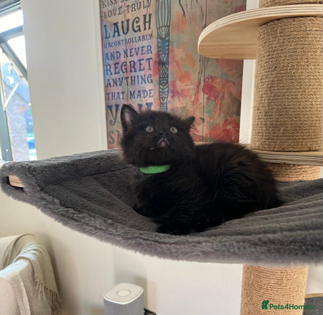 Mixed Breed cats for sale: 4 female kittens for sale - Image 4