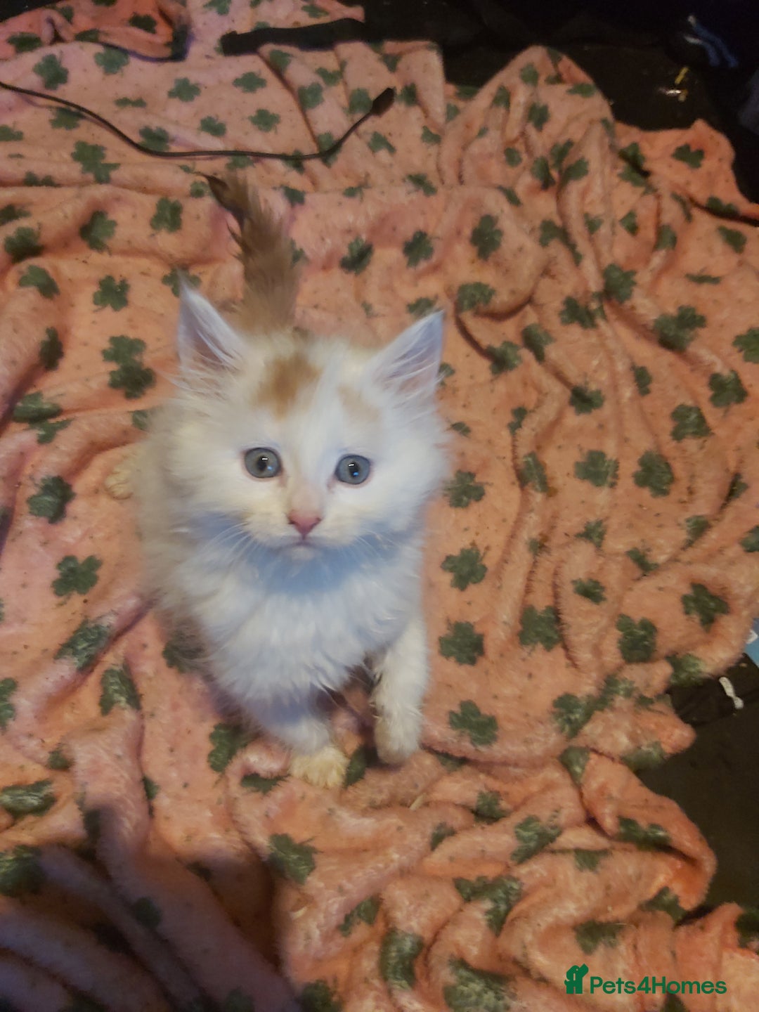 Turkish Van cats for sale: 3 beautiful kittens ready for homes - Advert 3
