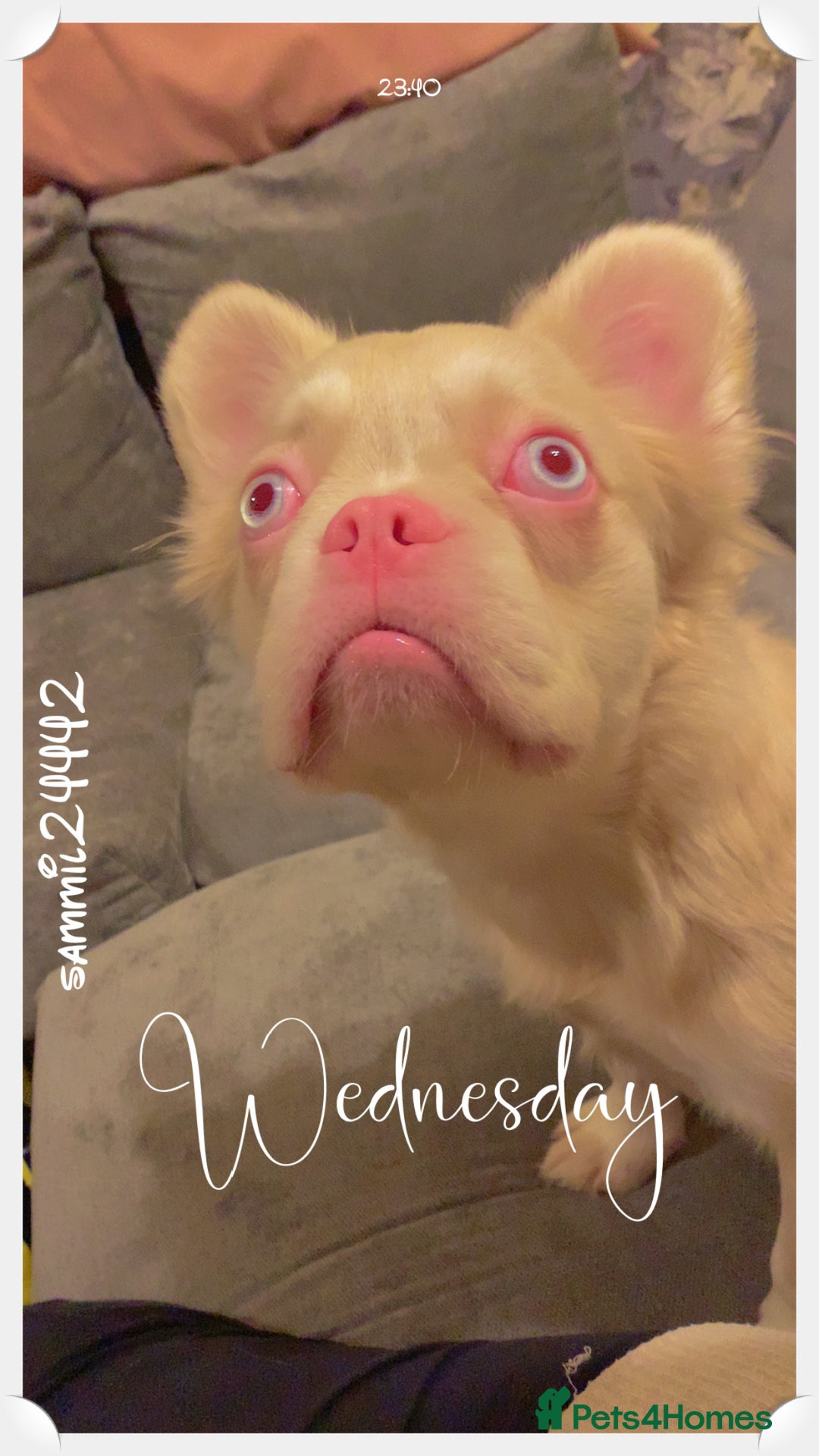 French Bulldog dogs for sale: beautiful kc rare pink fluffy french bulldog  - Advert 9