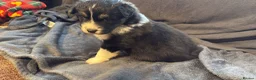 Australian Shepherd dogs for sale: 3 Blue Merle Black tri Aussie Puppies - Advert 3