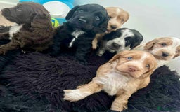 Cockapoo dogs for sale: Beautiful F1B Cockapoos with excellent bloodlines  - Image 4