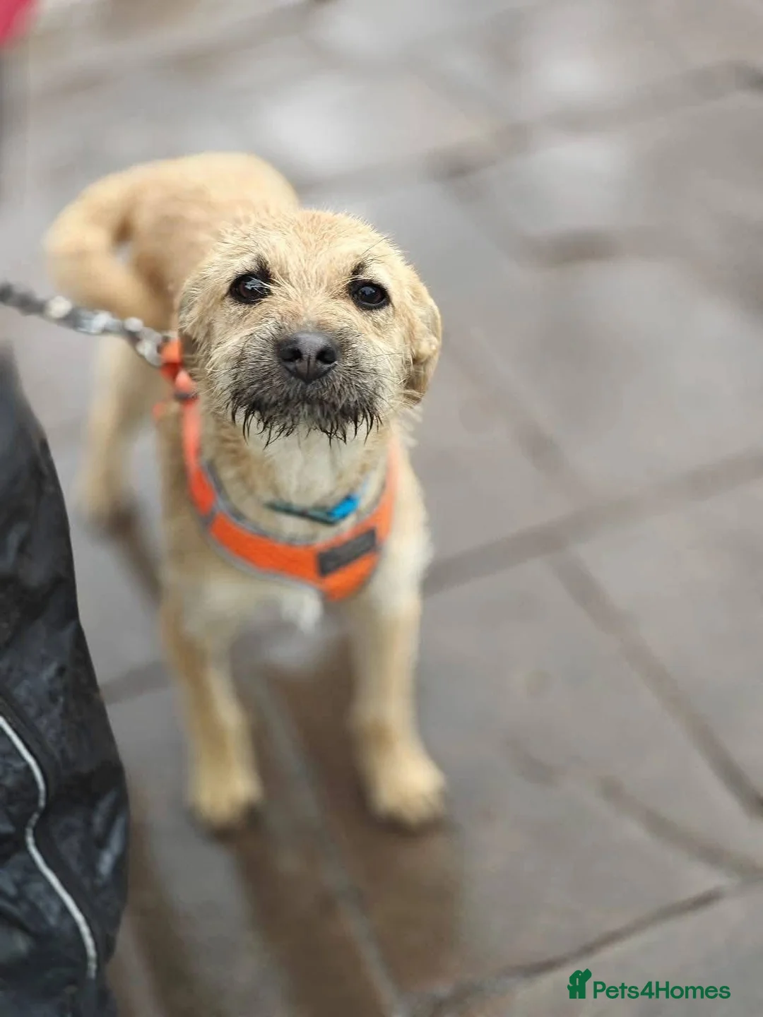 Mixed Breed dogs for adoption: ❤️🐶 BEKKI – SO MUCH LOVE IN HER in Nottingham - Advert 1