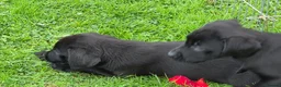 Labrador Retriever dogs for sale:  LAbrador Puppies For Sale - Advert 3