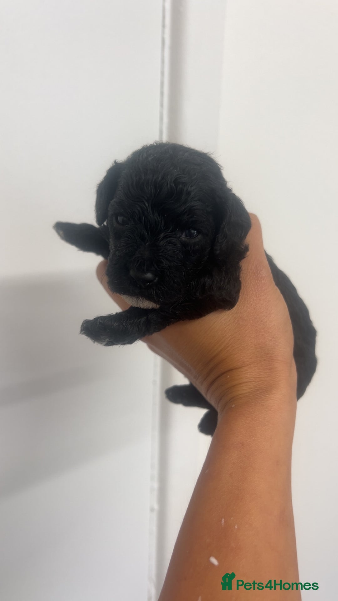 Cockapoo dogs for sale: Beautiful cockapoo family litter  - Image 11
