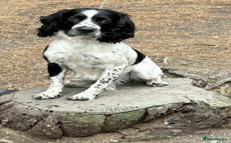 English Springer Spaniel dogs - Advert 1