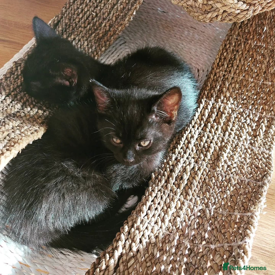 Mixed Breed cats for sale: 4 black kittens  - Advert 2
