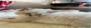 Siberian Kitten 2