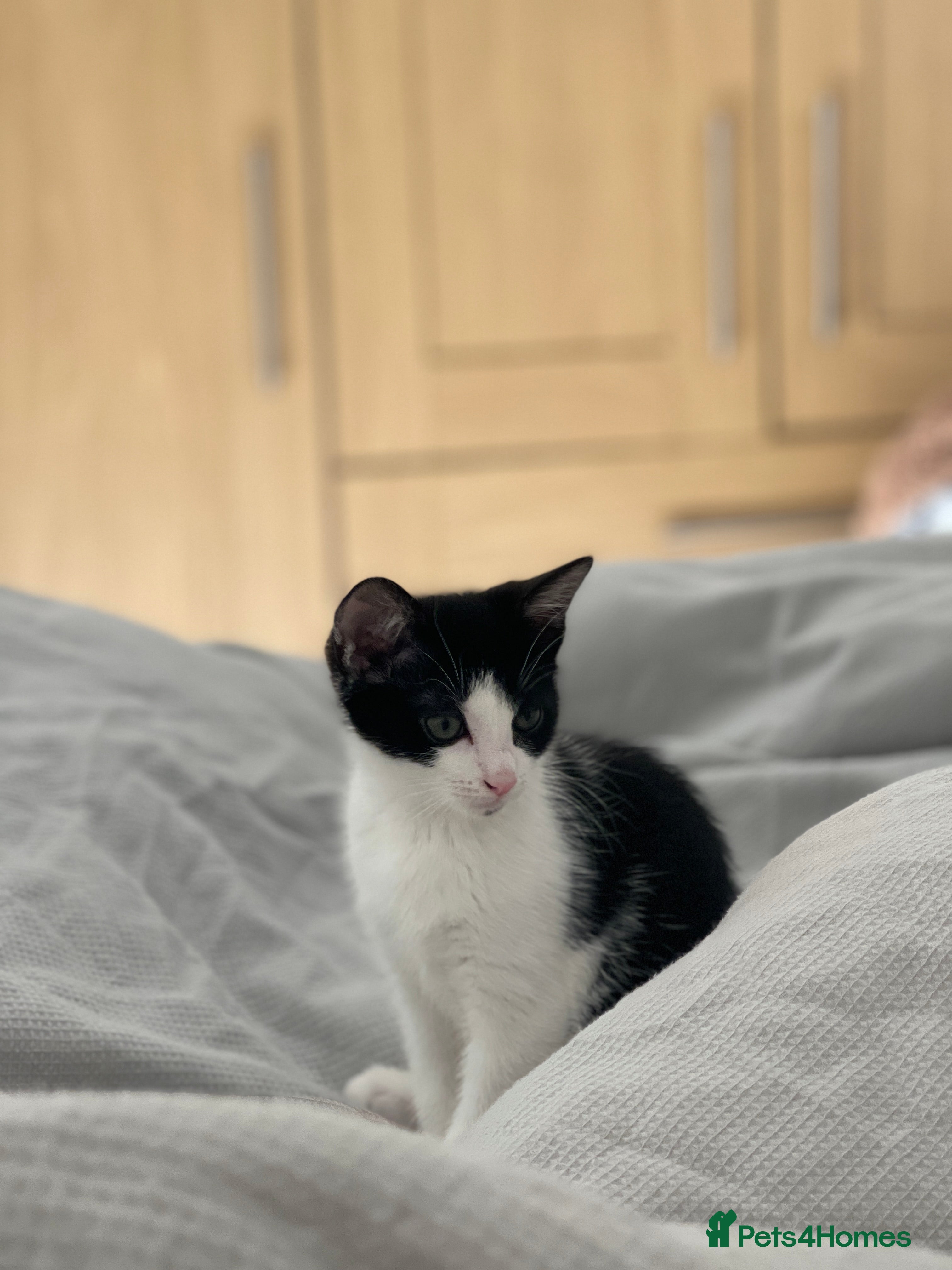 Mixed Breed cats Sweet Kitten looking for a calm home - Advert 1
