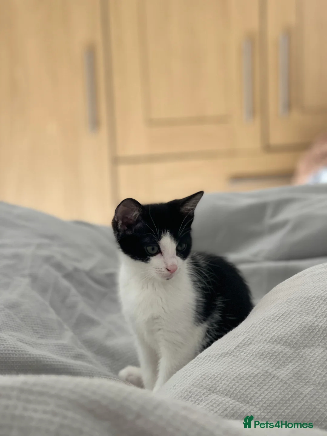 Mixed Breed cats for sale: Sweet Kitten looking for a calm home - Advert 1