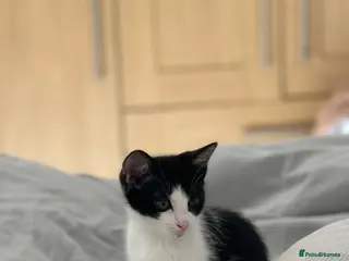 Mixed Breed cats Sweet Kitten looking for a calm home - Advert 1