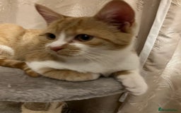 Domestic Shorthair cats for sale: Biscuit needs a new home  - Image 2