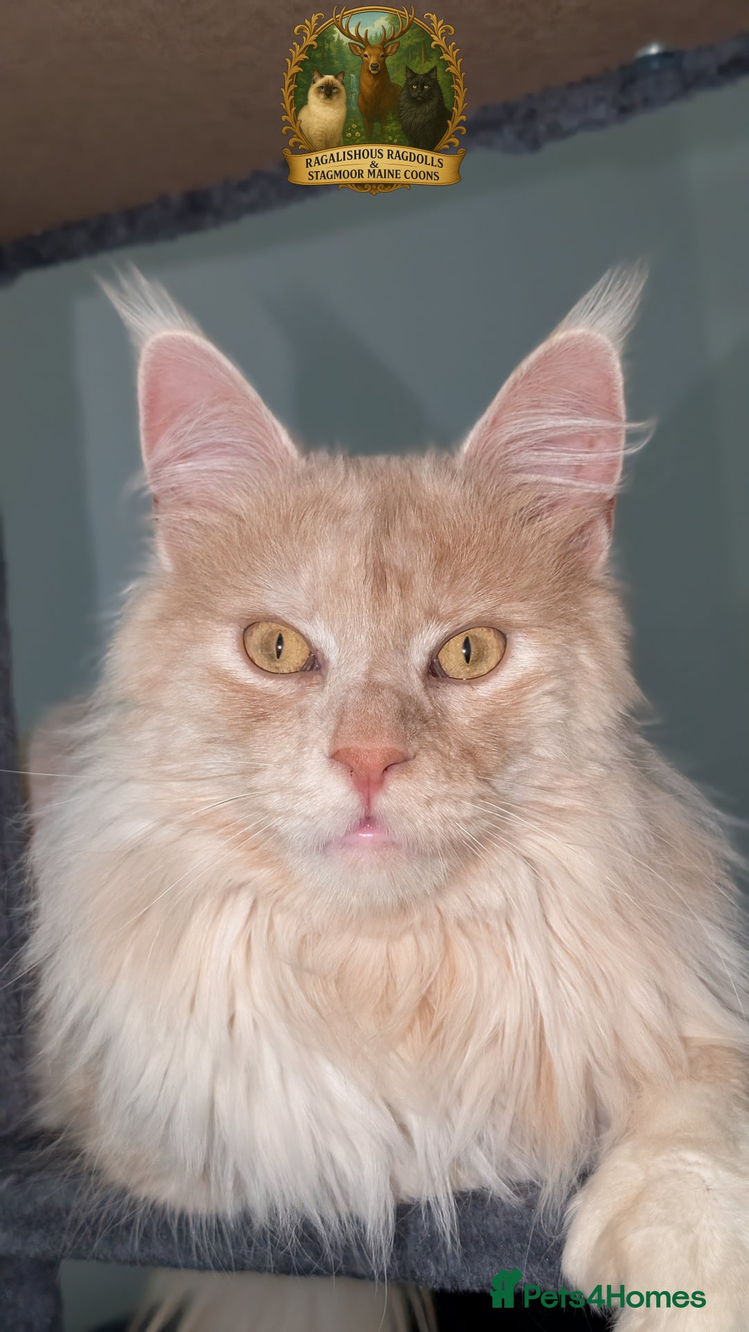 Maine Coon cats for stud: High Red Smoke 66/66 Polydactyl European line - Advert 1