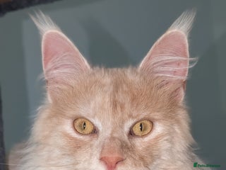 Maine Coon cats High Red Smoke 66/66 Polydactyl European line - Advert 2