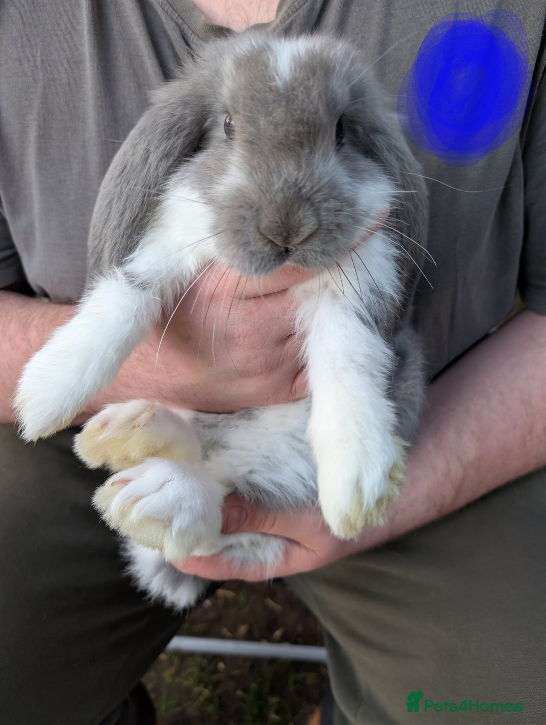 French Lop rabbits for sale: Beautiful French lops  - Image 9