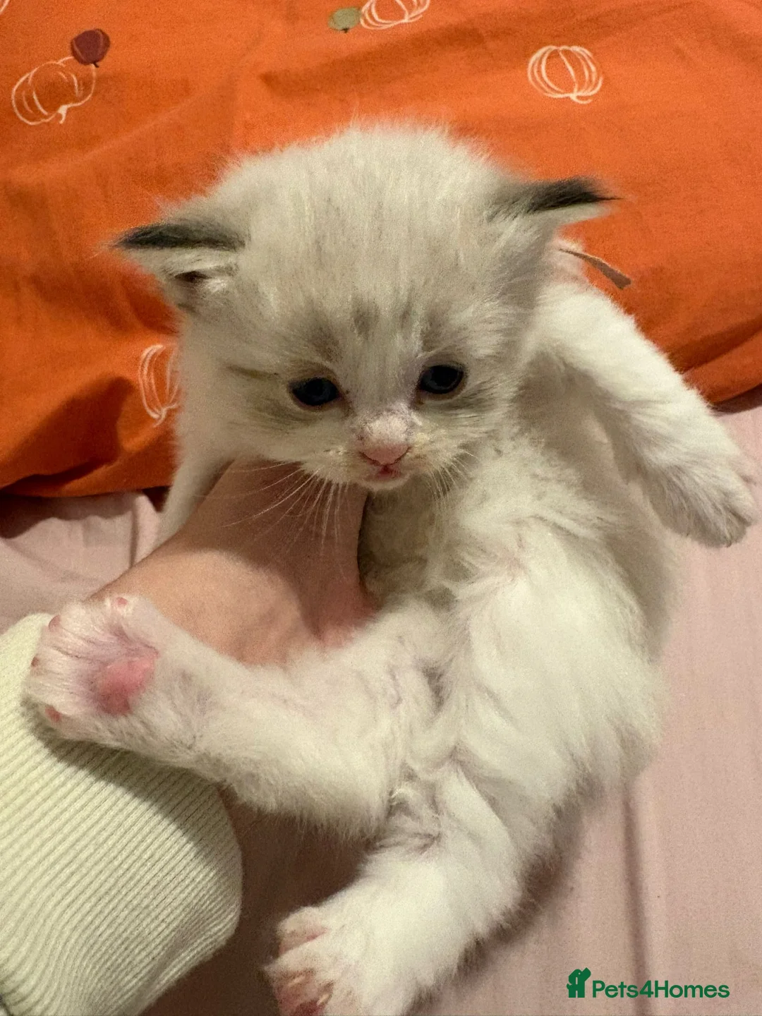 Ragdoll cats for sale: Pure tica reg ragdoll kittens  - Advert 9