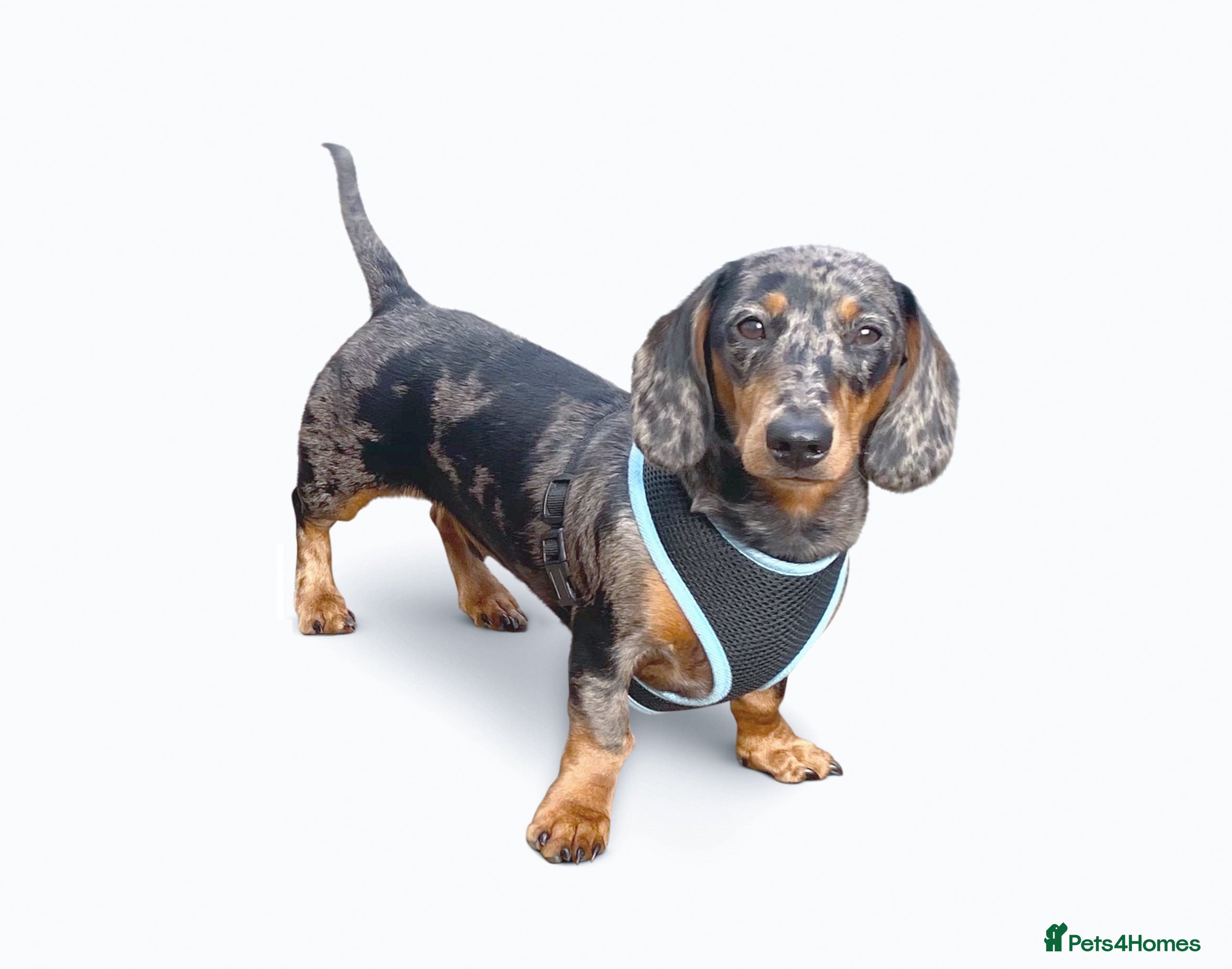 Miniature Dachshund dogs KC REG SILVER DAPPLE & TAN STUD CARRYING CREAM in Irvine - Advert 23