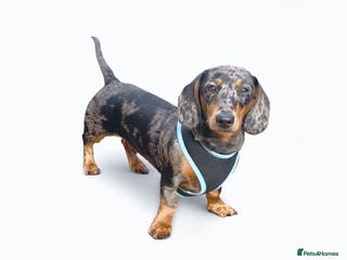 Miniature Dachshund dogs KC REG SILVER DAPPLE & TAN STUD CARRYING CREAM in Irvine - Advert 5