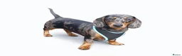 Miniature Dachshund dogs for stud: KC REG SILVER DAPPLE & TAN STUD CARRYING CREAM in Irvine - Advert 1