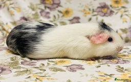 Guinea Pig rodents for sale: Pair of adult retired breeding females  - Image 6
