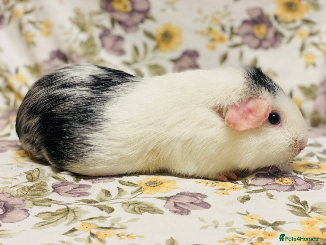 Guinea Pig rodents for sale: Pair of adult retired breeding females  - Image 6