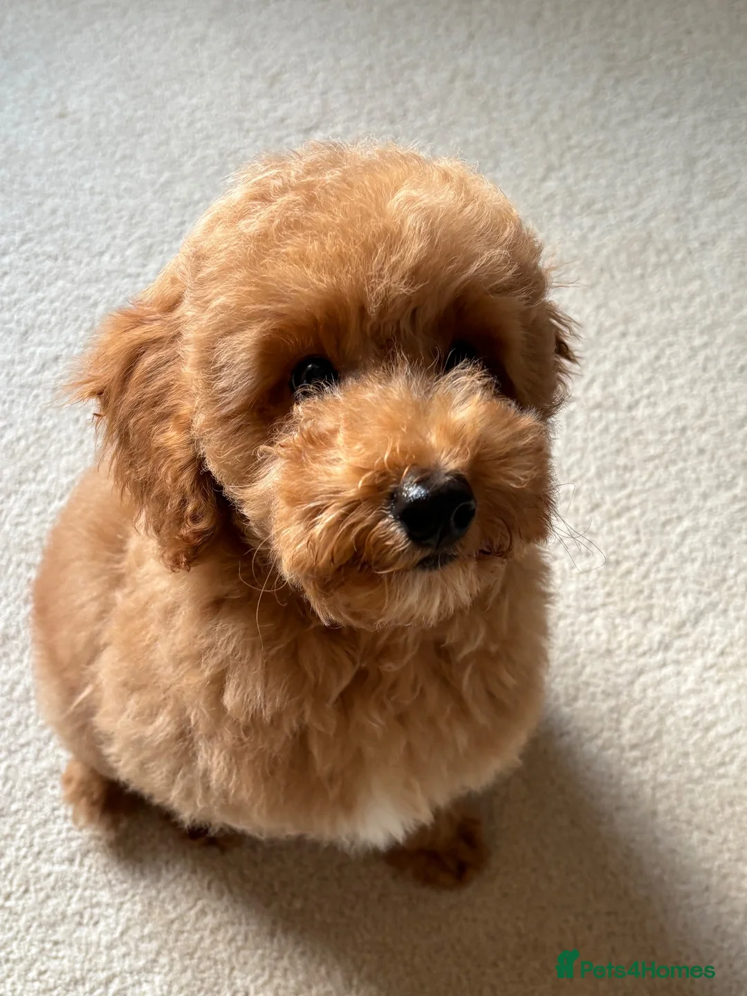 Mixed Breed dogs for sale: Miniature Poodle Puppy 3m Boy in Camberley - Advert 2