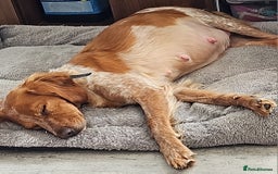 Brittany Spaniel dogs for sale: Brittany pups - Image 4