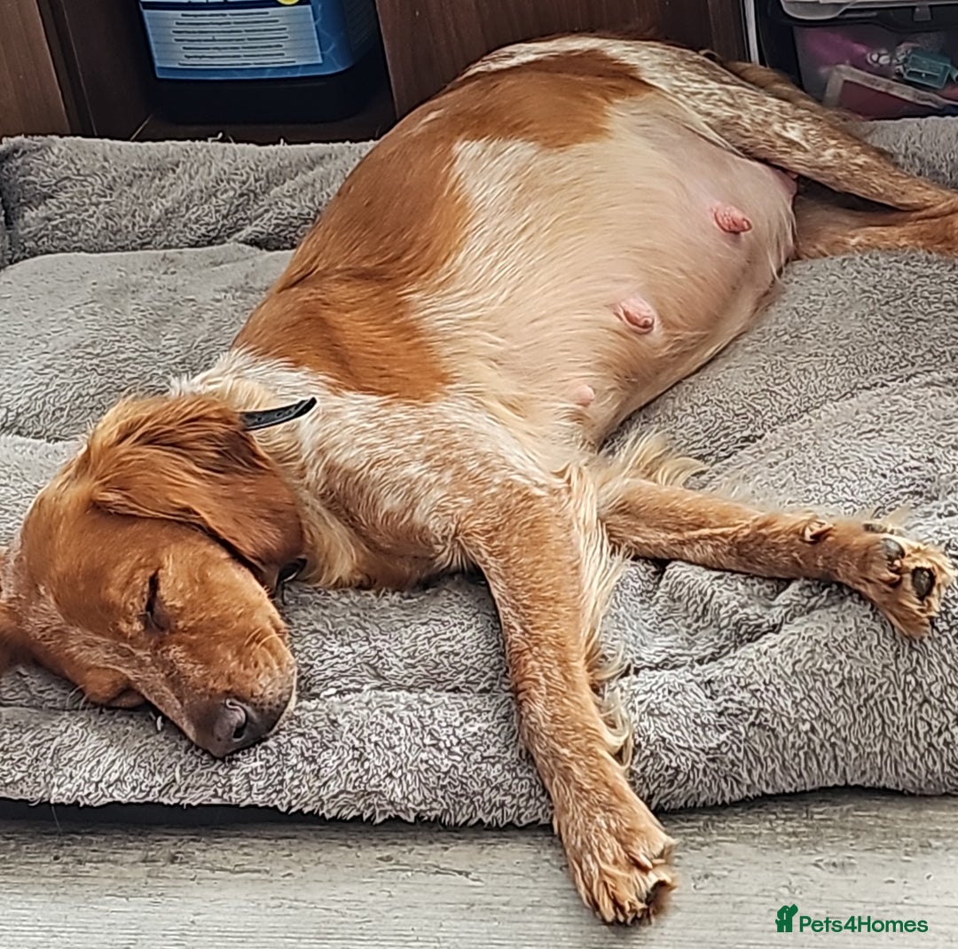 Brittany Spaniel dogs for sale: Brittany pups - Image 4