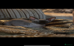 Sphynx cats for sale: Last sphynx Boy  - Image 4