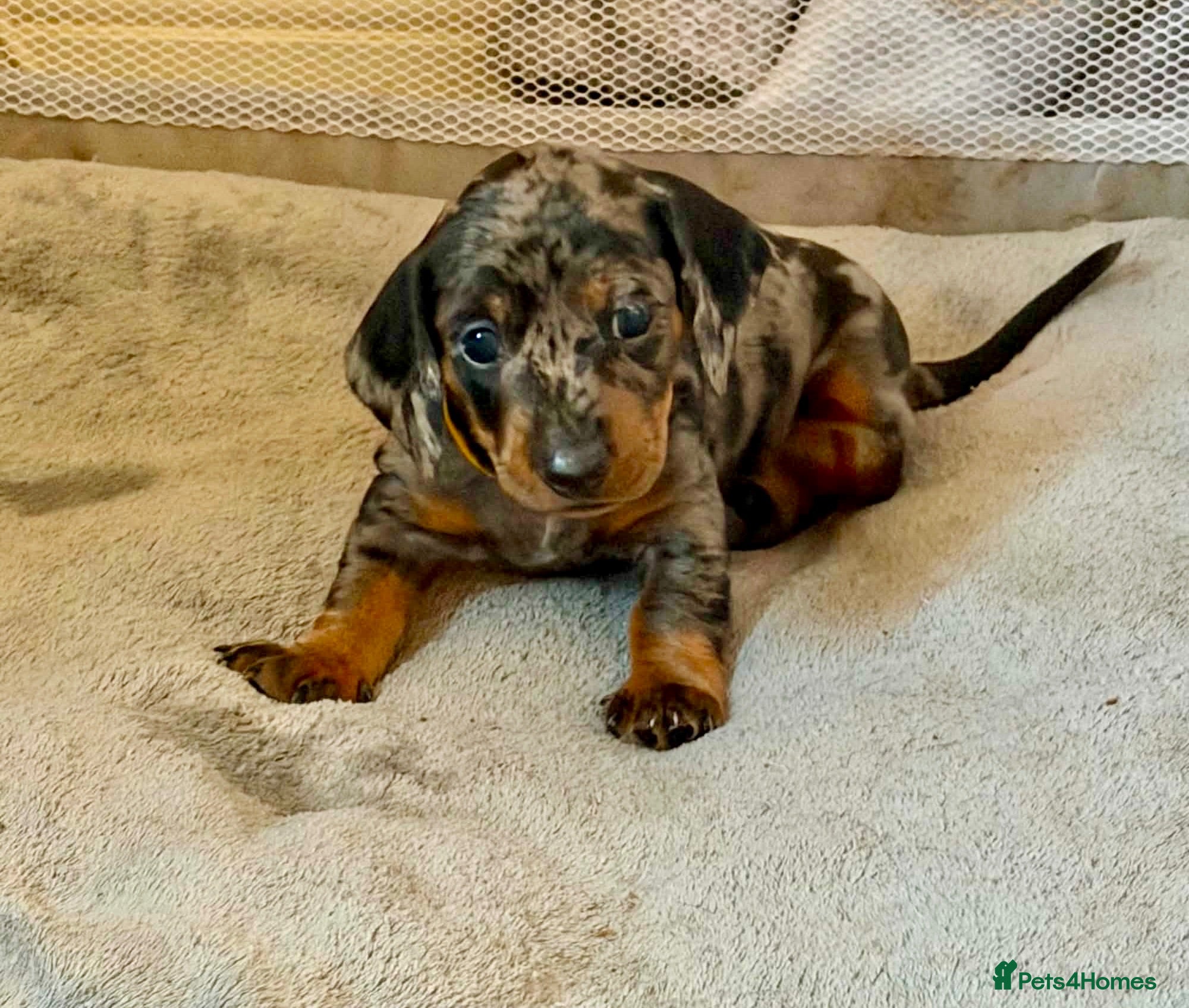 Dachshund dogs Beautiful Dachshund puppies - Advert 17
