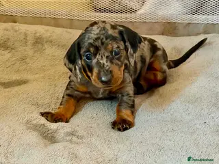 Dachshund dogs Beautiful Dachshund puppies - Advert 1