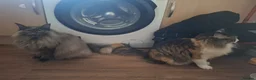 Norwegian Forest Cat cats for sale: Two sisters Norwegian forest cat - Advert 4